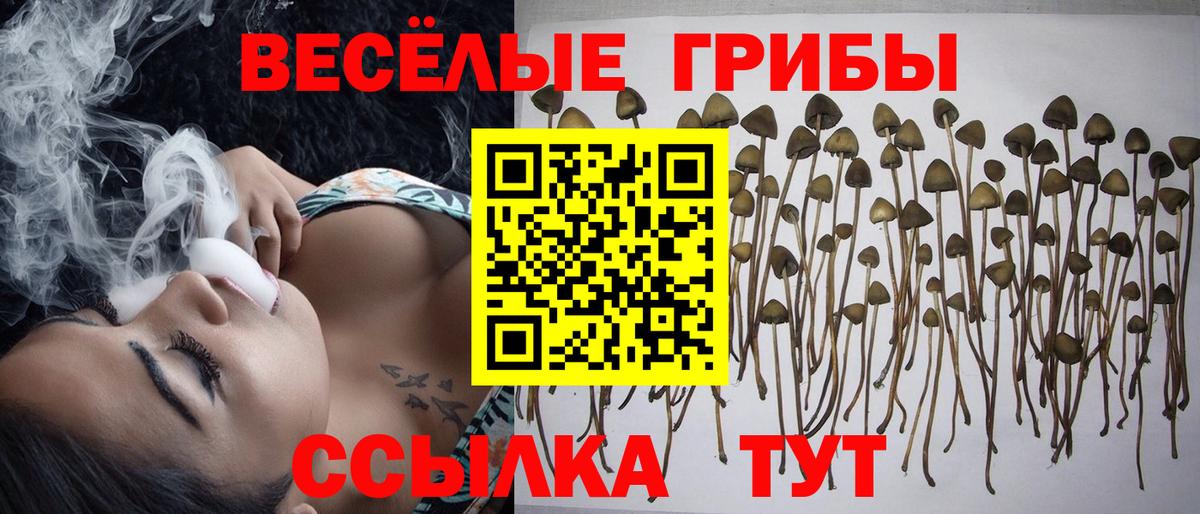 Псилоцибиновые грибы Psilocybine cubensis Усть-Джегута